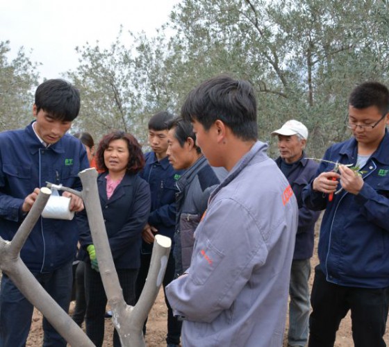 公司從產(chǎn)業(yè)鏈起始端著手，引進(jìn)良種優(yōu)苗，繁育基地苗圃，優(yōu)化樹(shù)種，以?xún)?yōu)質(zhì)的橄欖樹(shù)苗為生產(chǎn)特級(jí)初榨橄欖油提供基礎(chǔ)保障。在以自建萬(wàn)畝國(guó)家標(biāo)準(zhǔn)化油橄欖..