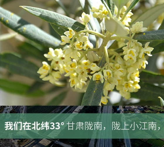 武都的氣候、土壤等與地中海沿岸極其相似，同處于世界頂級(jí)油橄欖黃金生產(chǎn)帶（32°58--33°36）年平均氣溫為14.7°，年日照時(shí)數(shù)1911..